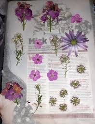 We did not find results for: First Time Pressing Flowers Super Excited Any Tips I Should Know Pressedflowers