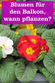 Wer sich jetzt noch für den winter an gemüse eindecken will, der sollte ran an den garten und pflanzen. Ab Wann Kann Man Balkonblumen Pflanzen Gartenbob De Der Garten Ratgeber