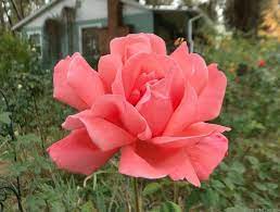 The Ginger Rogers Rose Rosa Ginger Rogers Tropicana X Miss Ireland A Large Flowered Hybrid Tea Orange And Pi Hybrid Tea Roses Rose Large Flowers