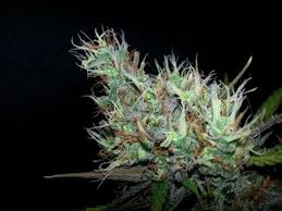 It's physically relaxing but mentally stimulating making it a great weed to share with friends. Verkauf Regularer Skunk Haze Samen Von Mr Nice Seeds