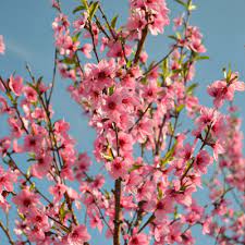 We measure from the top of the soil to the top of the tree; Double Pink Flowering Peach Tree Bob Wells Nursery U S Shipping