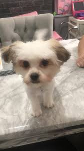 What do you think of the teddy bear puppy cut?