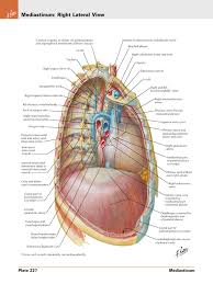 It is named for francis sibson. Pg 258 Esophagus Thorax Human Anatomy