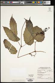 Image result for Ampelocissus obtusata