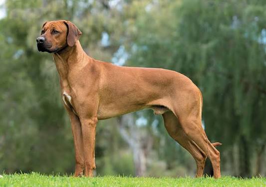Rhodesian Ridgeback 