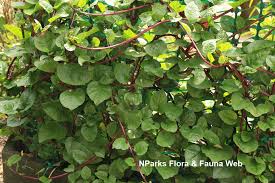 Image result for Basella