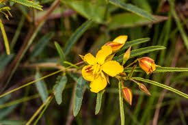 Image result for Crotalaria phylicoides