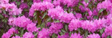 Image result for Droogmansia