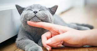 January 31, 2019february 9, 2019. Most Popular Cat Names Of 2020 Top Names Trends This Year Thrillist