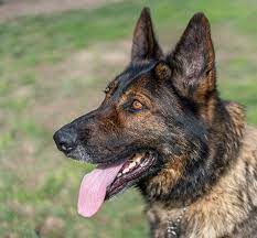 German shepherd puppies for adoption in california. Bay Area German Shepherd Rescue