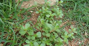 Résultat de recherche d'images pour "beldroega"