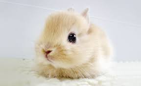 We've found the planet's cutest animals and squeezed them into our new children's book. 30 Cute Baby Animals That Will Make You Go Aww Bored Panda
