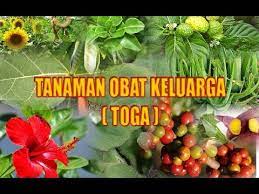 We did not find results for: Toga Tanaman Obat Keluarga Youtube
