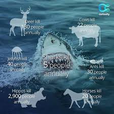 Which Animals Kill The Most Humans Every Year Infographic Shark Facts Shark Fun Facts