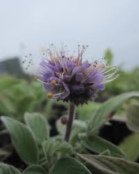 Image result for Eriosema pumilum