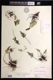 Image result for Aleuritopteris welwitschii