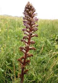 Image result for Orobanche