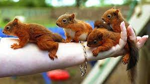 Cute Baby Red Fox Squirrels Baby Squirrel Cute Animals Cute Squirrel
