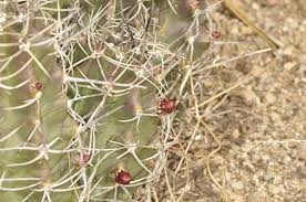 Image result for Trichoscypha lucens