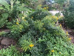 Image result for Senna petersiana