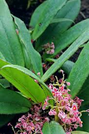 Image result for Begonia longipetiolata