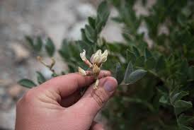 Image result for Astragalus