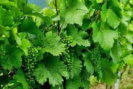Never take the cuttings from soil in the planting bag; Grape Plant Grafting Methods Pruning And Training Agri Farming