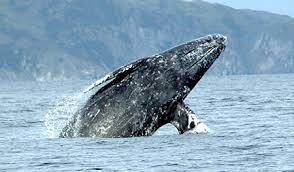 You'll see orca whales, migrating humpback whales and much more. Puget Sound Express Family Run Whale Watching Tours