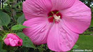 Image result for Hibiscus barbosae