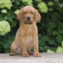 Webshire kennels is happy to announce a yellow lab litter. Balsam Branch Kennel Fox Red Lab Puppies For Sale Wisconsin Minnesota Akc Labrador Retrievers Cute Pupp Red Lab Puppies Lab Puppies Puppy Photography
