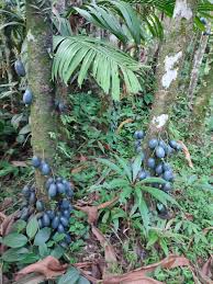 Image result for Barringtonia