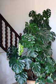 Cheese Plant End Goal Plants Indoor Plants House Plants