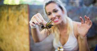 Vector red boiled lobster drawn in ink. Crawdad Catching In Veyo Crawdad Canyon