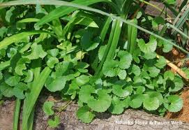 Image result for Centella glabrata