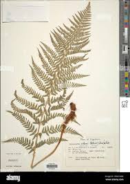 Image result for Dinophora spenneroides