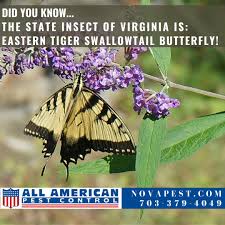 Falls church commercial pest control. All American Pest Control Bestnovapest Twitter