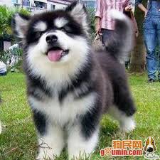 Check spelling or type a new query. é˜¿æ‹‰æ–¯åŠ é›ªæ©‡çŠ¬æ„›å¥½è€… Home Facebook