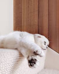 Hum Adli Kullanicinin Scottish Fold Panosundaki Pin