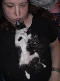 Guinea pig and kittens forming an unlikely friendship