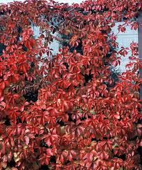 Image result for Parthenocissus