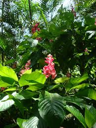 Image result for Erythrococca zambesiaca