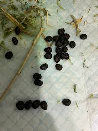 Image result for rabbit droppings