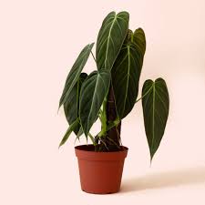 Image result for Melanospermum