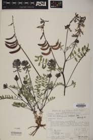 Image result for Astragalus atropilosulus