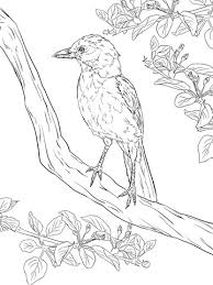 This might be the best starting point for younger children who may not have seen deer outside of their favorite cartoon before. Realistic Baby Deer Coloring Pages Novocom Top