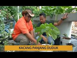 Perkiraan hasil panennya bervariasi, tergantung dengan benih kacang panjang yang anda tanam. Tanam Kacang Panjang Duduk Youtube