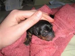 The key steps to take care of newborn yorkies includes keeping them safe in an enclosed area, providing them with warmth at all times and practicing good hygiene. Yorkshire Terrier Bea Stay With Your Dam