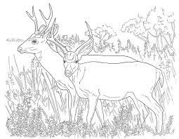 Download this running horse printable to entertain your child. Free Printable Deer Hunting Coloring Pages Google Search Deer Coloring Pages Animal Coloring Pages Football Coloring Pages