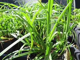 Image result for Carex johnstonii