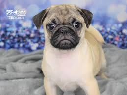 Petland puppies for sale near me. Visit Our Pug Puppies For Sale Near Kansas City Missouri